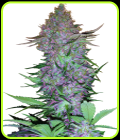 Purple Skunk Automatic - Sensi Seeds