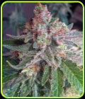 Purple Skunk Mass - Critical Mass Collective