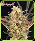Purple Slap Auto - Dr Krippling Seeds