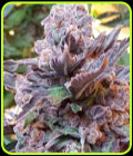 Purple Strawberry Bliss - Pheno Finder Seeds