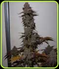 Purple Strawberry Sherbert - Pheno Finder Seeds