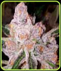 Purple Sunset - Dank Genetics