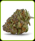 Purple Sunset Autoflower - Growers Choice