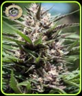 Purple Thai - Anesia Seeds