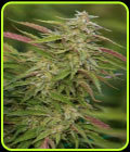 Purple Trainwreck - Humboldt Seed Organisation