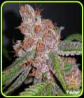 Purple Urkle - Flavour Chasers