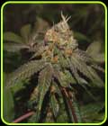 Purple Valley Cooks - True Canna Genetics