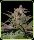 Purple Wreck - DNA Genetics Seeds
