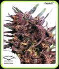 Purple #1 - Dutch Passion Seeds