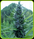 Queen CBD 20:1 - Medical Marijuana Genetics