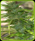 Queen Mother - Original Delicatessen Seeds