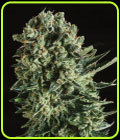 Queen Mother x SCBDX - Super CBDx Seeds