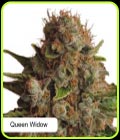 Queen Widow - Dispensario Seeds
