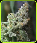 Queen of Hearts - Norstar Genetics