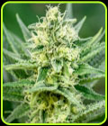 Queen of Soul - Brothers Grimm Seeds