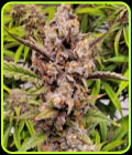 Queens Banner Auto - Night Owl Seeds