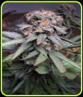 Querkle - Subcools The Dank