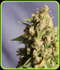 Kiss - Kannabia Seeds