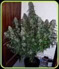 Quick Flowering THC - Phoenix Cannabis Seeds