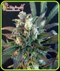Quick Separation Cake - Dr Krippling Seeds
