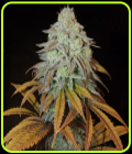 RM Confidential - Grateful Seeds