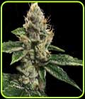 RP 43 AKA Richard Petty - DNA Genetics Seeds
