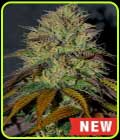 RS11 (Rainbow Sherbert #11) - Cream of the Crop