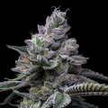 RS11 x Hollywood - Cookies Seed Bank