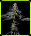 R-Kiem - R-Kiem Seeds