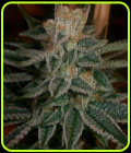 Race Fuel - Archive Seeds