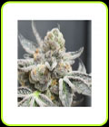 Radical Juice Auto - Ripper Seeds