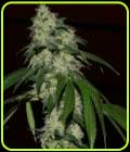 Rado Banger - Karma Genetics