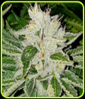 Rado Rose - Karma Genetics