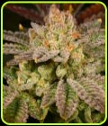Rainbow Belts - Archive Seeds