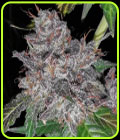 Rainbow Cake - Pheno Finder Seeds