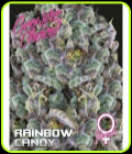 Rainbow Candy Auto - Growers Choice