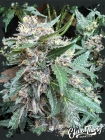 Rainbow Chip - ElevenThirty Genetics