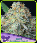 Rainbow Donut Auto - Anesia Seeds