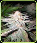 SALE - Rainbow Glue - BSB Genetics - BSB Genetics