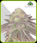Rainbow Glue Auto - Auto Seeds