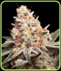 Rainbow Mints - OO Seeds