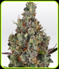 SALE - Rainbow Road - Paradise Seeds - Paradise Seeds