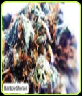Rainbow Sherbet - Dispensario Seeds