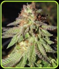Rainbow Valley - True Canna Genetics