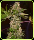 Rainbow Wreck - Archive Seeds