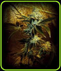 Rapper's Delight - Sin City Seeds
