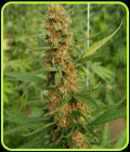 Raspao - Black Tuna Seeds