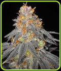 Raspberry Cookies - Haute Genetique