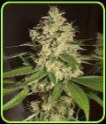 Raspberry Diesel - Humboldt Seed Organisation
