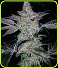 Raspberry Dosido - Haute Genetique